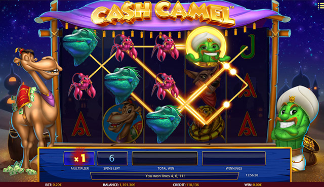 Cash Camel